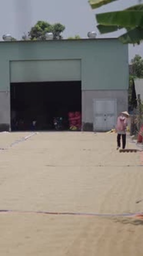 Young Man and Woman While Passing Wooden Rake Walk Over Rice to Facilitate Drying in Vietnam
