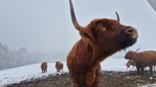 Highland Cattle Standing in a Snowy Winter Field