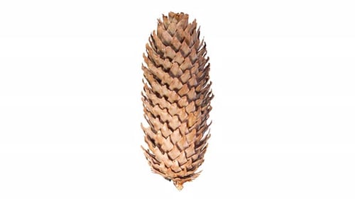 Pine Cone Opening in Time Lapse on a White Background. Fir Tree Cone Moving Isolated. Abies Tree