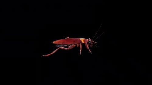 Cockroach idle
