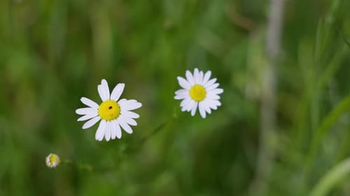 Nahaufnahme von Gänseblümchen in der Natur auf der grünen Wiese — Stockfoto mit blühenden Blumen