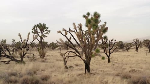 Joshua tree forest, California