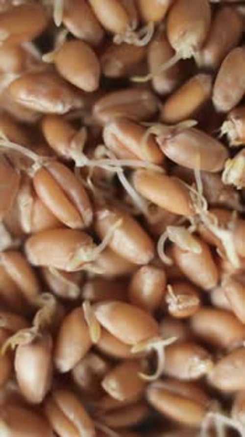 Sprouting Wheat Seeds Close Up