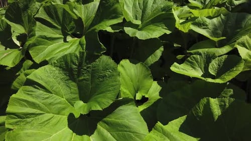 Large green leaves seen in a dense garden cluster of petasites japonicus