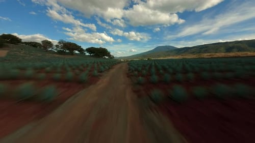 FPV-DROHNE: FLUG ÜBER AGAVENFELDER IN TEQUILA
