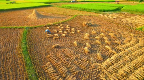 Drones are flying over workers producing rice straw