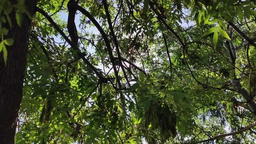 Afternoon Sunlight Sparkles Through Green Tree Leaves