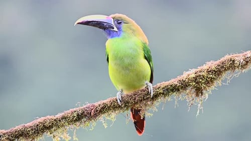 Emerald Toucanet (Aulacorhynchus prasinus) perched on branch.