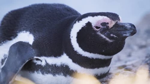 Macro close up shot of resting Magellanic Penguin during sunny day in nature. Slow motion shot of wi