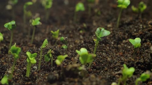 Seedlings Growing in Time Lapse