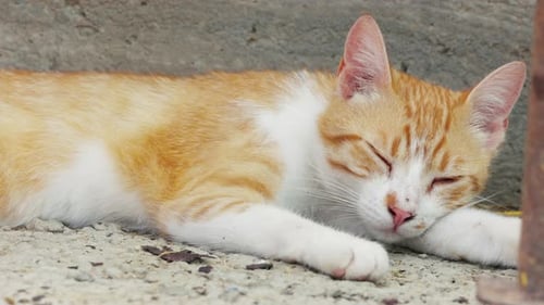 Close Up Of A Sleepy Tabby Cat