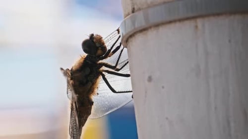 Libelle sitzt auf einer Stange, niedriger Winkel, Makro