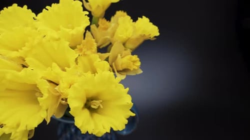 Yellow daffodils, a blue vase in the form of a jug. Daffodils close up. Black background. In motion.