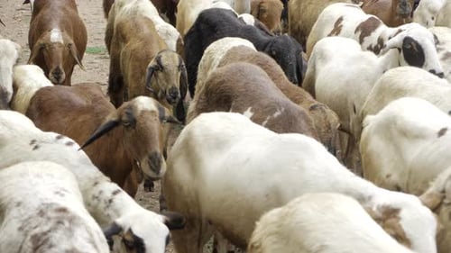 A Herd of Goats in the Wild - A Close-up Look at their Ramifications