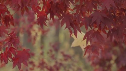 Blätter in einem Herbstwald, Herbst, Natur, leuchtend rotes und orangefarbenes Laub, Herbst, Herbstblätter in