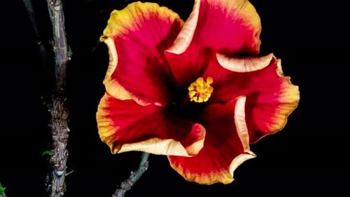 Hibiskusblüte blüht. Die Knospe öffnet sich zu einer großen rotgelben Blüte. Zeitraffer eines blühenden Hibiskus