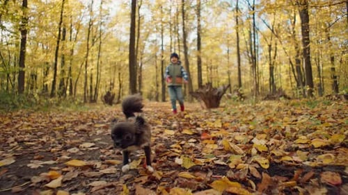 A Child Boy Walks with a Dog on Yellow Leaves in an Autumn Forest