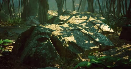 Mossy Rocks Illuminated By Gentle Sunlight in a Tranquil Forest Setting