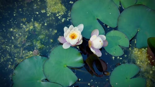 Water Lilies Floating on Pond with Lily Pads