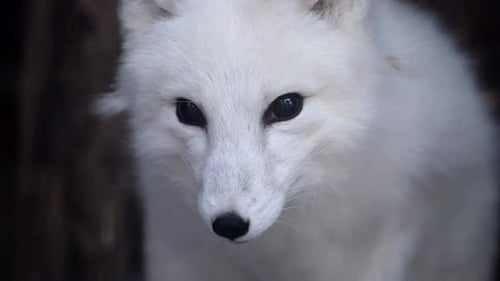 Discover the Beauty of the Endangered Arctic Fox in Its Snowy National Park Habitat in Eastern