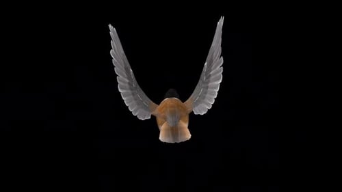 Carbonero con capa negra, pájaro carbonero norteamericano, bucle volador, vista posterior, CU, canal alfa