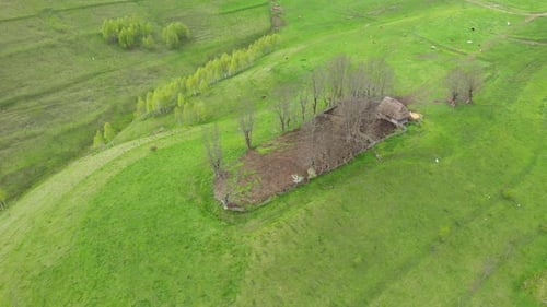Small Isolated Homestead in the Middle of a Green Spring Meadow, Countryside Aerial View