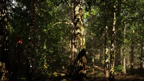 A Dense Birch Forest with Towering Trees