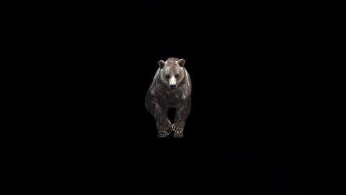 Realistic 3D Brown Bear Walking Animation with Alpha Channel