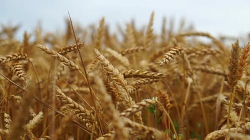 Ripe golden wheat in the field