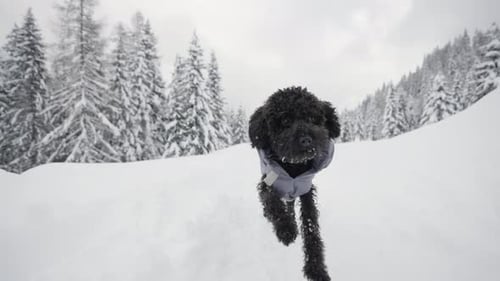 Dog Walks in the Woods with Snow
