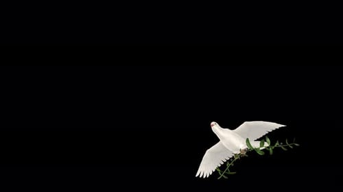 Pomba da Paz - Pássaro pombo branco com ramo de oliveira verde - Voando sobre a Transição III - Alpha Channel