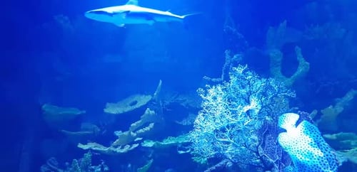 Cinematic View Of Shark In Deep Sea