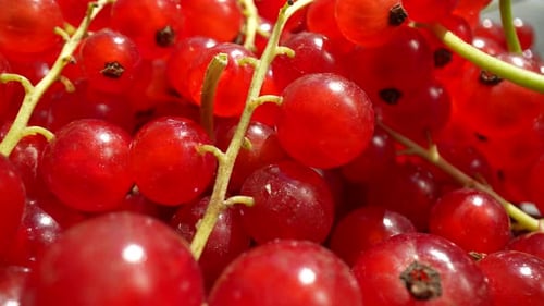 Close Up of Bright Red Currants