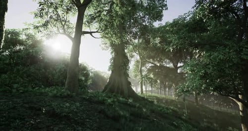 Sunlight Filters Through Lush Trees in a Tranquil Forest Setting