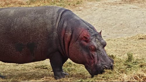 Massive Hippo Grazing on Grass in Open Enclosure