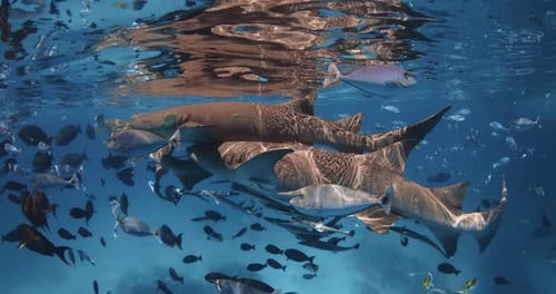 Swimming with Nurse Sharks in Tropical Sea School of Fish and Sharks Underwater