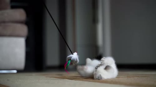 Playful Kitten Interacts With Feather Toy on Carpet