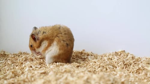 Adorable Hamster Grooming Itself in its Home
