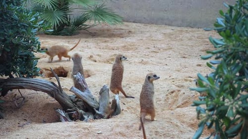 Eine Herde Erdmännchen sitzt auf einem sandigen Hang und speist mit Grillen