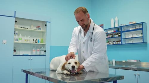 Compassionate vet cares for a furry friend in bright clinic