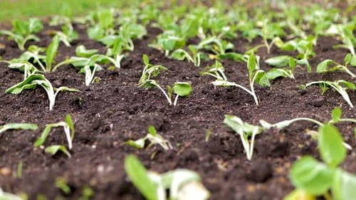 Homegrown Green Cabbage Seedling Growing In The Field. Farm Cultivation Closeup Slider Footage of Le