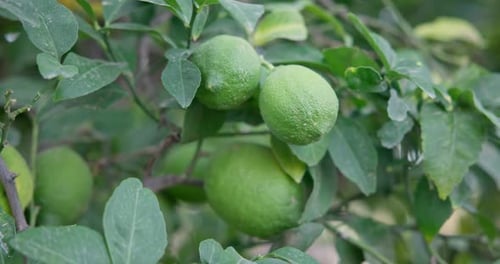 Lime Tree with Fruits Natural Organic Green Lemon on Lemon Tree Outdoor