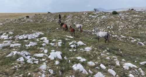 Wild Horses Run Through Grassy Field