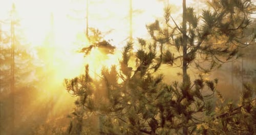 Golden Sunlight Filters Through Trees in a Serene Forest Setting