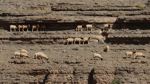 Sheep Grazing on a Rocky Mountainside in Morocco