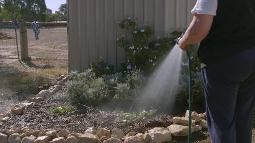 A female watering her garden at a farm or large property on a warm sunny day using a hose with a sho