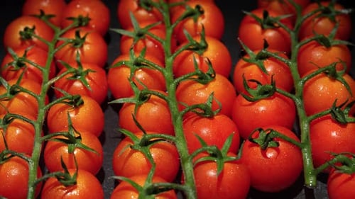 Densely packed cherry tomatoes in a row.