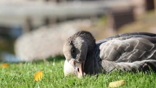 Goose Resting on Green Grass in Sunlight