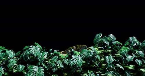Front View In Rainforest 01 4K