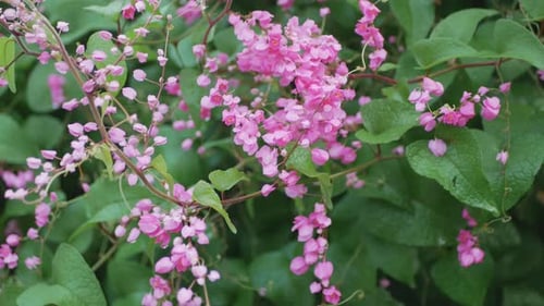 Cluster of Pink Flowers and Green Leaves